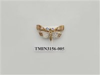 藏品(螟蛾314)的圖片